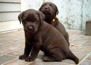 Chocolate Lab 5